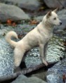 /album/ra%c3%a7as%20de%20cachorros%20%2c%20%28%3a/c%c3%a3o%20jindo%20da%20coreia%202-jpg/